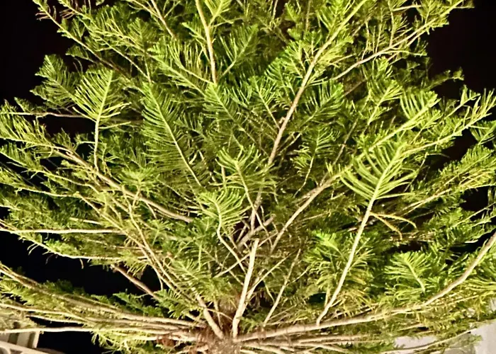 Miracles By Anastasia Princess, Adults Only 4* פריסה